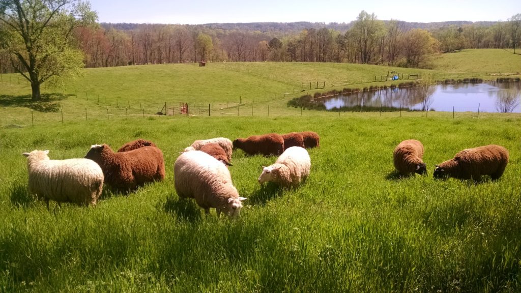 sheep in pasture dayspring dairy alabama