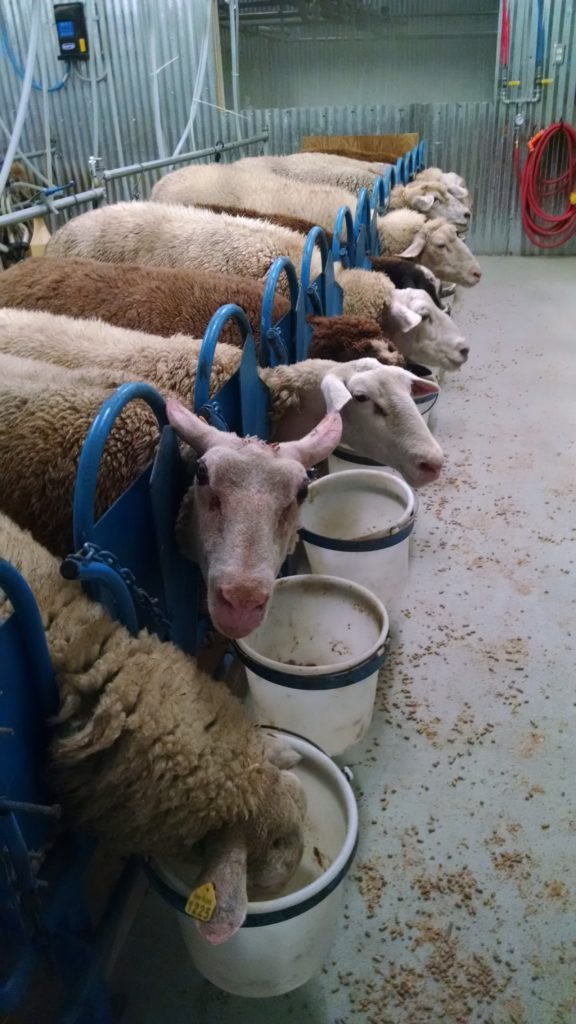 sheep in milking stations dayspring dairy alabama