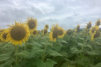 Sunflower Field, Alabama