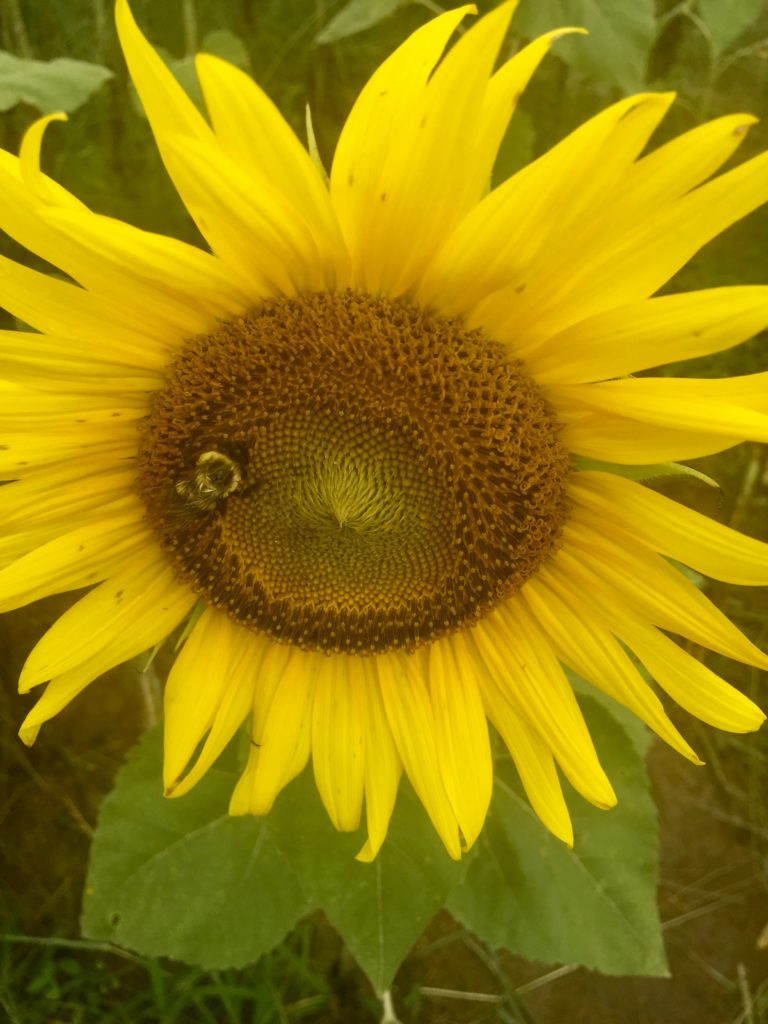 Sunflower in field in alabama