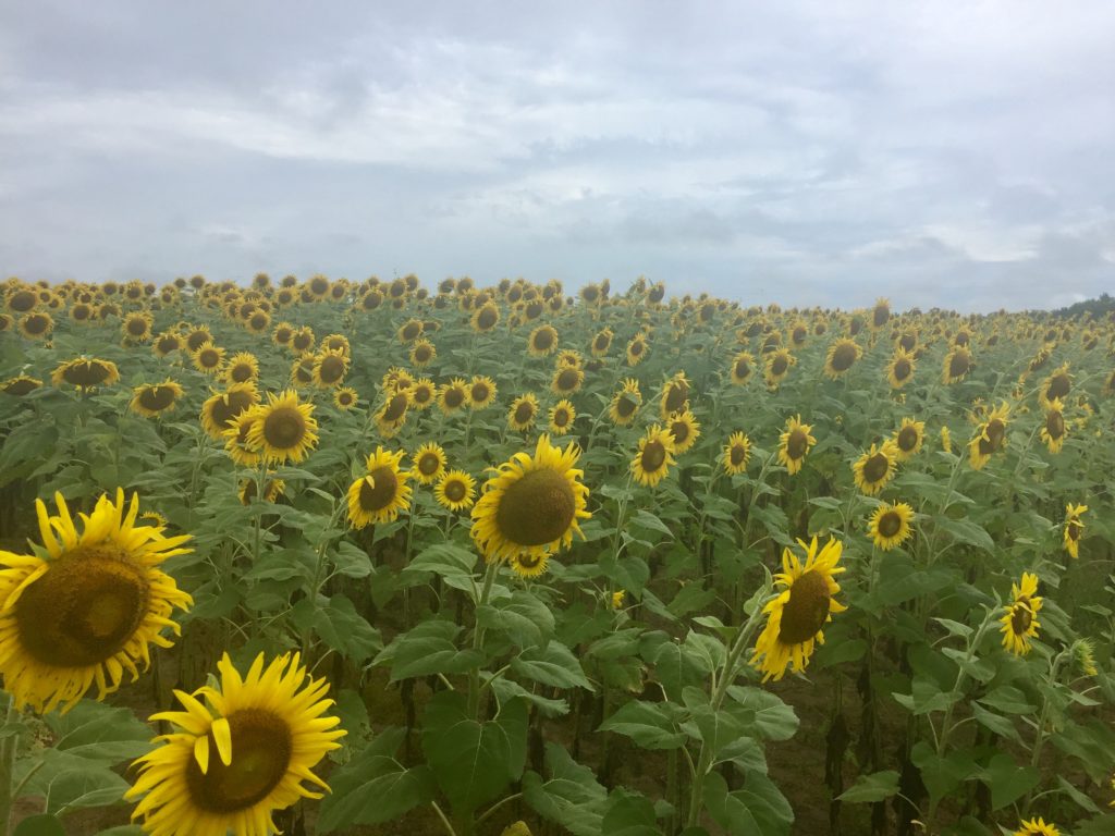 sunflower field alabama