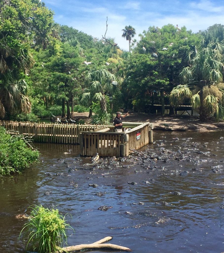 Alligators feeding Alligator Park St Augustine