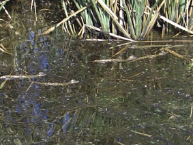 Baby Alligators in Water