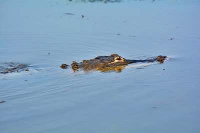 Alligator in Water on airboat adventure alabama