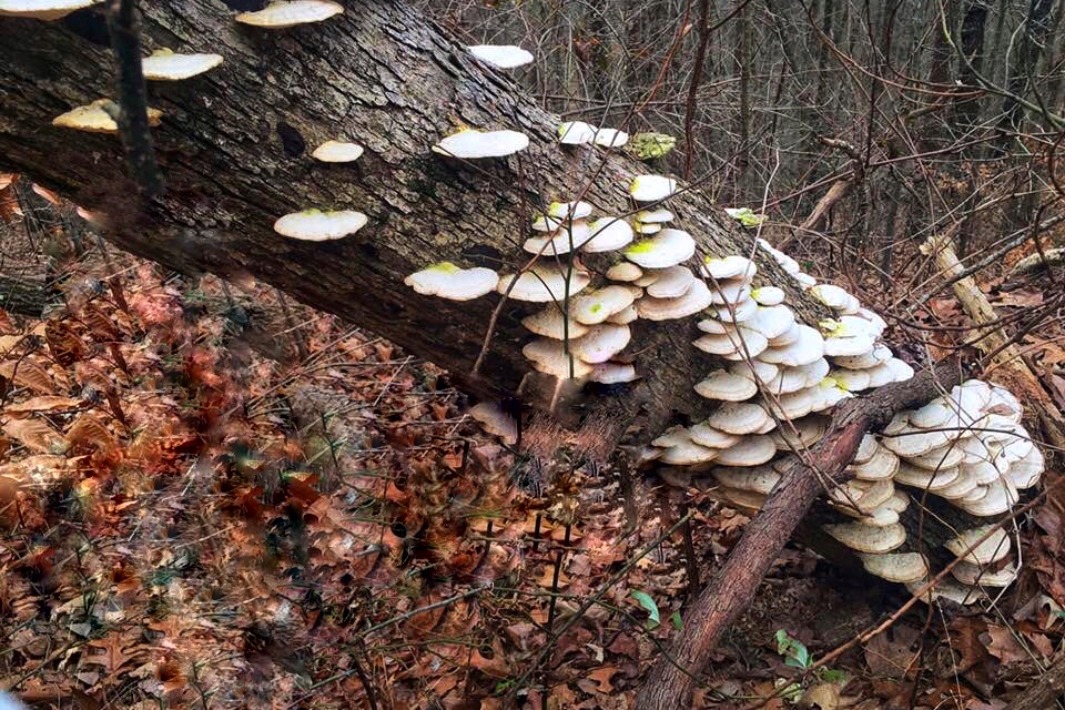 Fungi on tree, Tom Bevill Trail, Guntersville State Park
