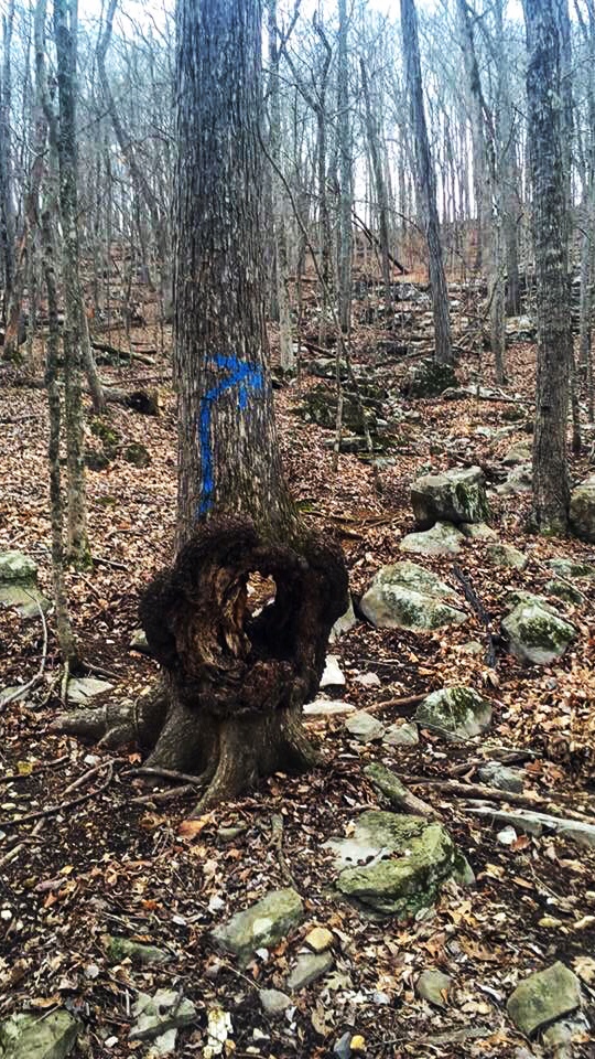 Sales Trail, Lake Guntersville State Park