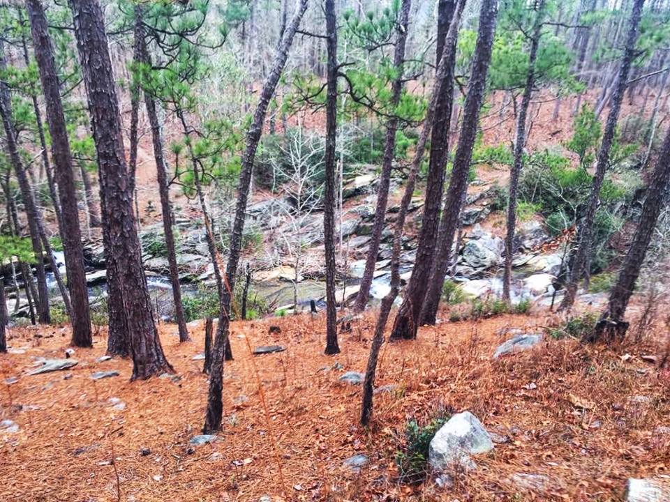 View of descent towards Cheaha Creek on Chinnabee Silent Trail