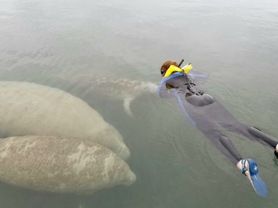 Snorkeling With Manatees, Crystal River, Florida