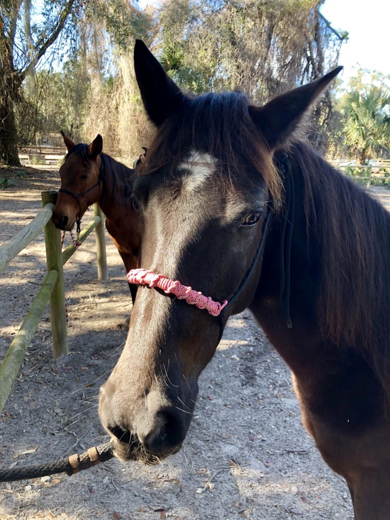 Soquili Stables, Crystal River Florida