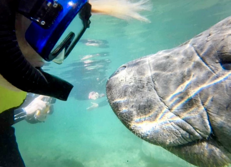 Manatee, Crystal River, FLorida