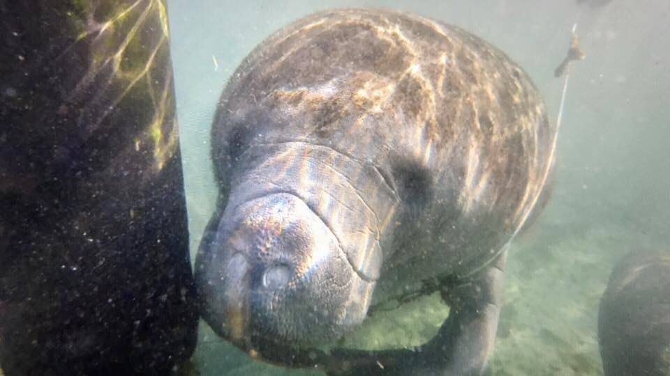 Manatee, Crystal River, Florida