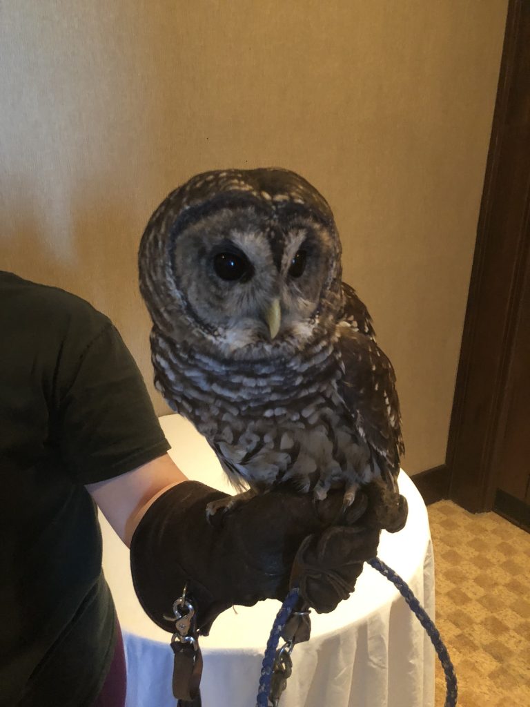 Owl, Lake Guntersville, Alabama