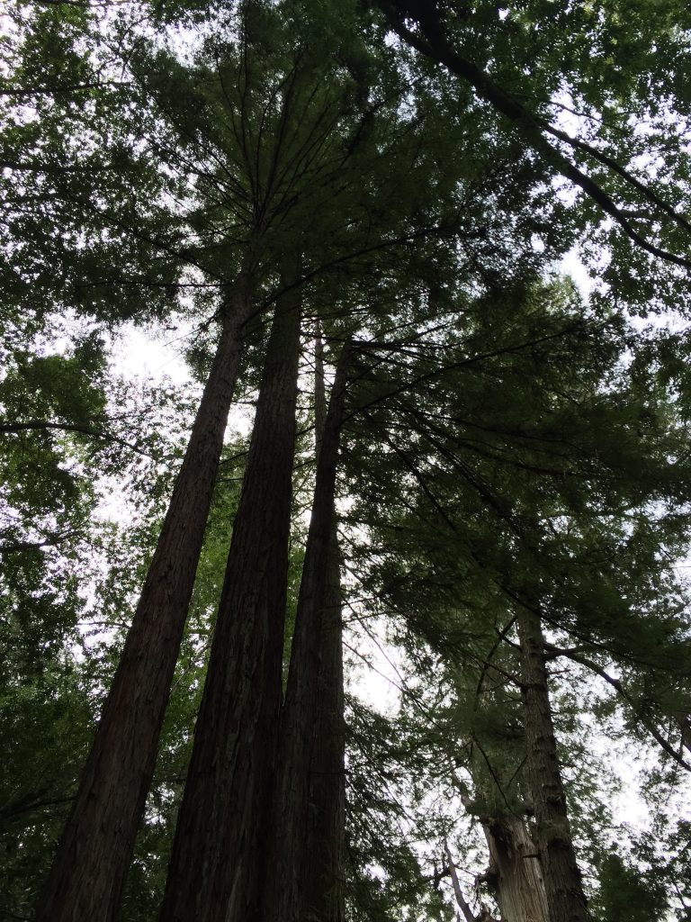 Armstrong Redwoods State Park