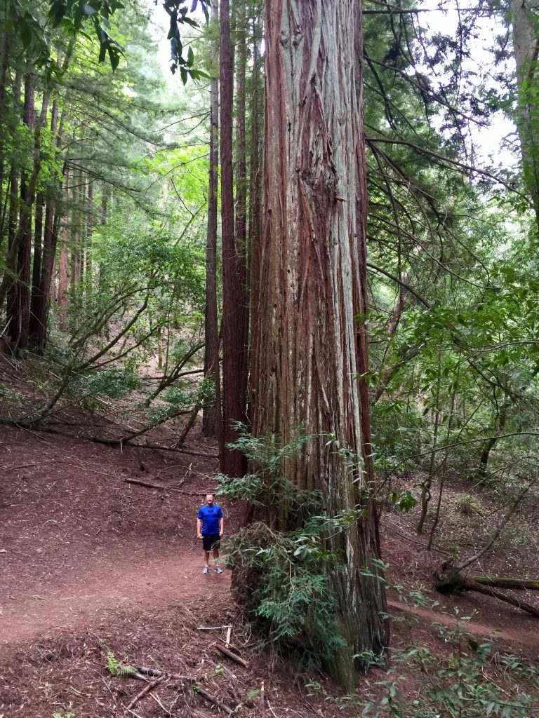 Armstrong Redwoods State Park, 52 Weeks 52 Hikes