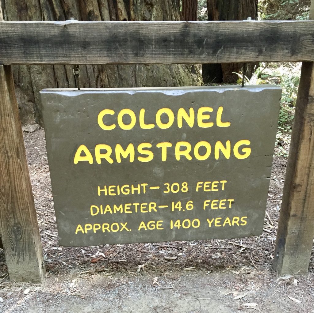 Armstron Redwoods, 52 Weeks 52 Hikes