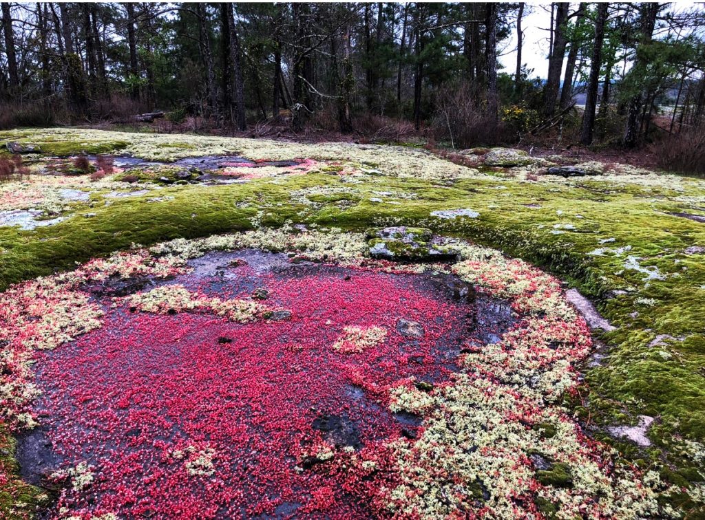 Monadnock Madness, Panola State Park, Georgia