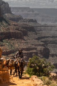 Mules on trail at Grand Canyon
