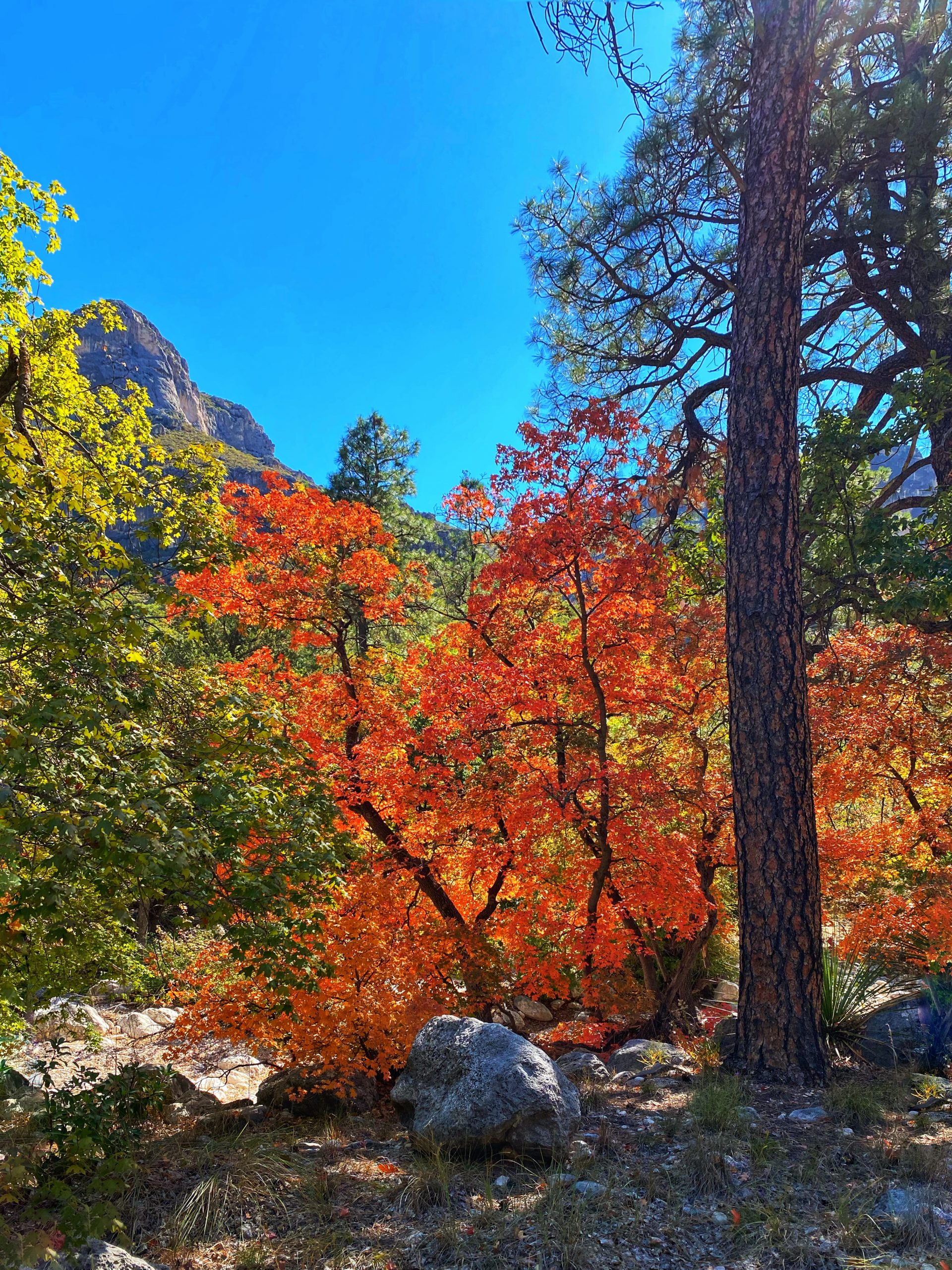 McKittrick Canyon Fall Foliage In West Texas Tami's Trippin'