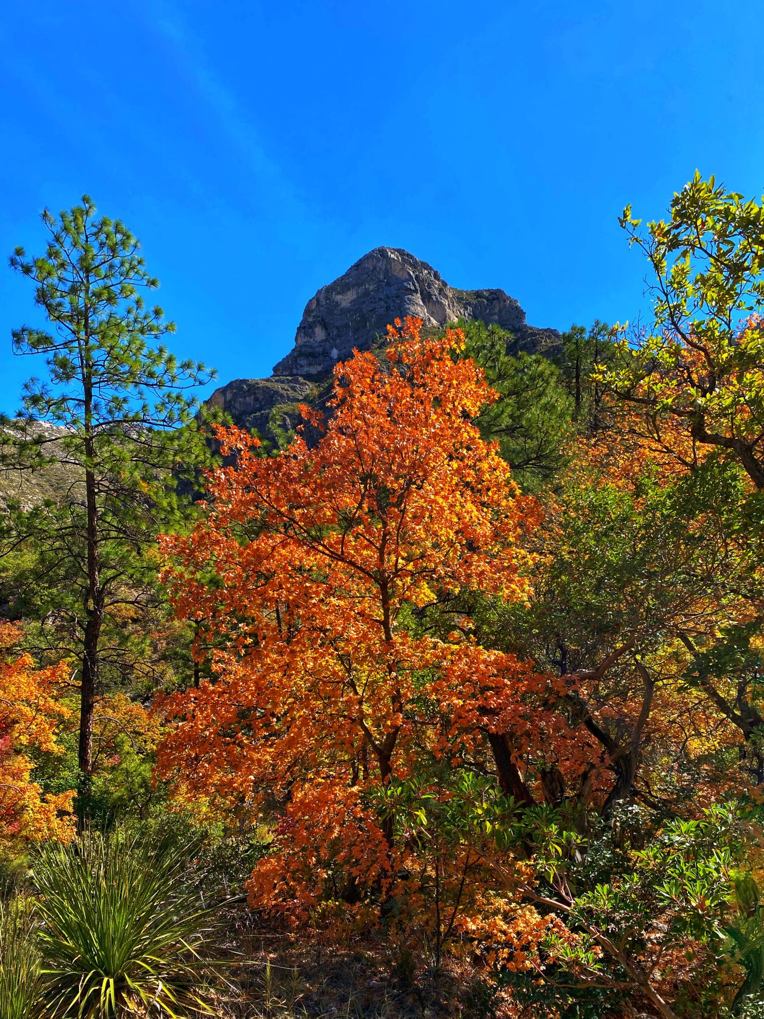 McKittrick Canyon Fall Foliage In West Texas Tami's Trippin'