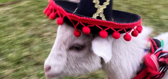 Baby Goat, Goat Yoga East Texas