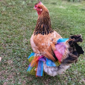 TuTu Chicken, Oy My Goat, East Texas, Palestine