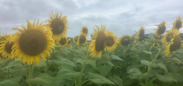 Sunflower Field, Alabama