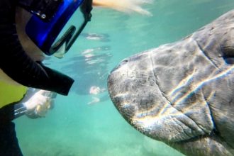 Manatee, Crystal River, FLorida